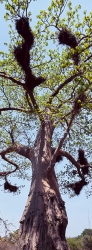 226_LZmE_377V Baobab & Buffalo Weaver Nests