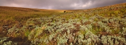Nyika Series