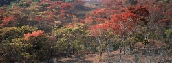 EXHIBITION:  African Spring