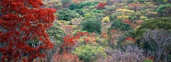 077A_LZmMut_277 Miombo New Leaf Colours