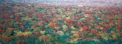 078A_LZmMut_407 Miombo Woodland in New leaf from above