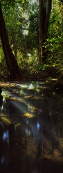 121A_LZmCb_7V 'Mushitu' Relic Rain Forest