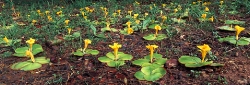 165_LZmL_534 Yellow Trumpets, Costus spectabilis
