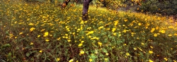 176_LZmS_658 Bidens