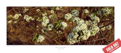 221_LZmE.370_CANVAS-PRINT-ON-STRETCHER-SALE_112cm-US$250-SOLD