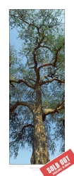 226_LZmE.372V_CANVAS-PRINT-ON-STRETCHER-SALE_112cm-US$250-SOLD